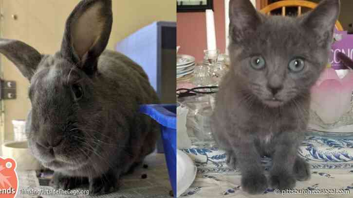 Furry Tails: Hank And The Kittens Are Waiting For Forever Homes