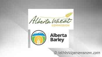 Amalgamation survey for AWC and Alberta Barley - Lethbridge News Now