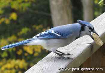 It’s safe to feed songbirds again, but deadly illness remains unidentified