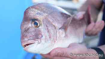 For fishers, pink snapper are jewels of the ocean. But there are fears COVID-19 is making them too rare