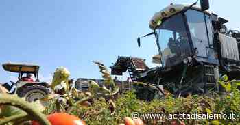L'oro rosso fermo al palo «Danni per dieci milioni» - la Città di Salerno