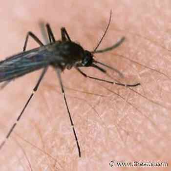 Mosquitoes in Markham tested positive for West Nile virus - Toronto Star