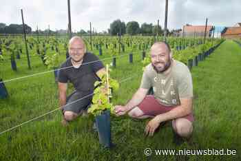 Broers Dries (38) en Thijs (35) zien droom uitkomen met eigen wijngaard: “We willen uitgroeien tot een écht wijnhuis”