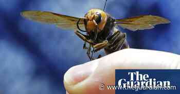 Washington state confirms first live ‘murder hornet’ sighting of the year
