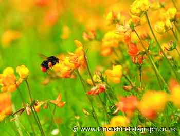 Network of reservoirs from Lancashire to Yorkshire will help save our bees