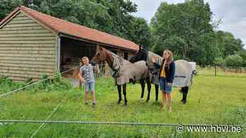 Wolf pakt drie schapen op klaarlichte dag (Bocholt) - Het Belang van Limburg Mobile - Het Belang van Limburg
