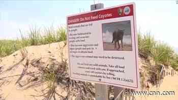A coyote attacked a child in Massachusetts