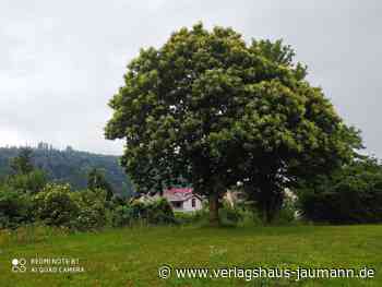 Steinen: Bäume sind wichtiger denn je - Steinen - www.verlagshaus-jaumann.de