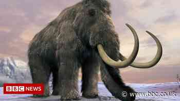 Tusk reveals woolly mammoth's massive lifetime mileage