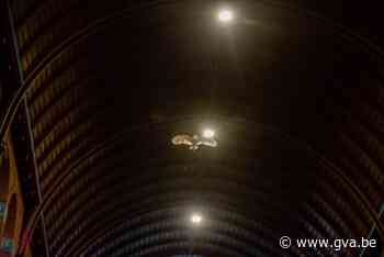 Niet Heilige Geest, wel spierwitte kerkuil daalt neer tijdens misviering in Mol-Rauw - Gazet van Antwerpen