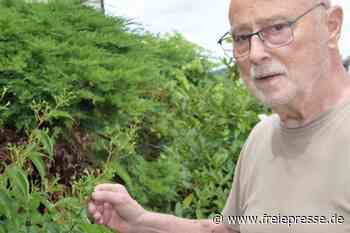 Sieben Söhne des Himmels entfalten duftende Blütenpracht - Freie Presse