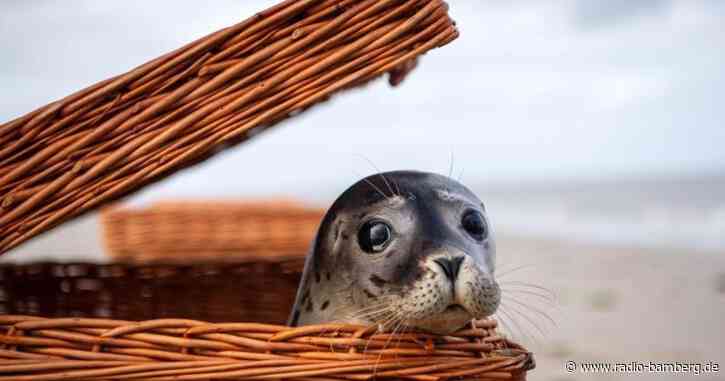 Heuler Max, Martin und Sixtyfour robben in die Freiheit