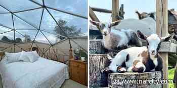 You Can Glamp In Magical Domes Under The Stars At This Goat Farm Near Toronto - Narcity Canada