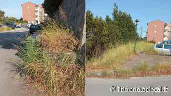 Topi, serpenti, rifiuti, erba alta: decine le segnalazioni dai quartieri assediati dal degrado - Il Tirreno