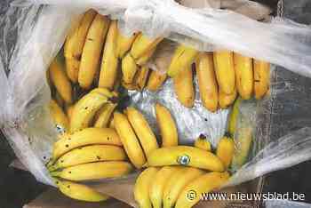 Onderschepte lading cocaïne in Antwerpen leidde tot ‘vergisontvoering’ in Nederland: vijftiger gekidnapt en mishandeld