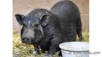 Lollypop Farm seeking donations for pregnant 9-month-old pig seized from owner in Livingston County
