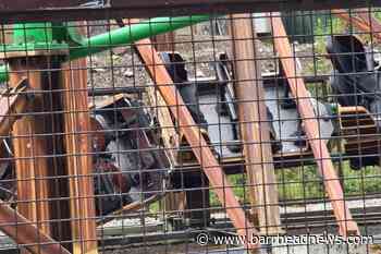 Two children injured in rollercoaster incident at adventure park - Barrhead News