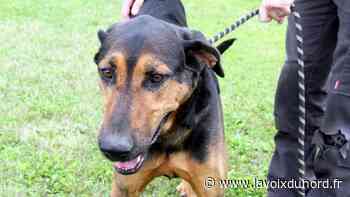 Arras : Mèrechat, Brigitte et Black attendent de trouver un maître - La Voix du Nord