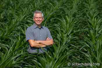 Corn’s Rich Genetic Diversity on Display in New Genome Mapping Study