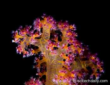 Corals Survive the Heat With Help From Probiotic Bacteria