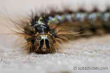 An Invasive Moth Killed Thousands of Acres of Oak Trees, but Some Trees Survived – Here’s Why