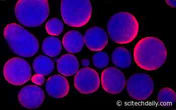 Scientists Warn: Urgent Need for Improved Reporting of Biomedical Research on Mammalian Cells