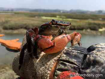 Salt Marsh Resilience Compromised by Superabundant Crabs Along Tidal Creek Edges