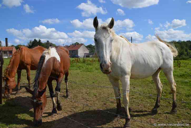 Overstroomd asiel reageert op aantijgingen Antwerpse organisatie: “Jammer dat ze ons nu in diskrediet brengen”