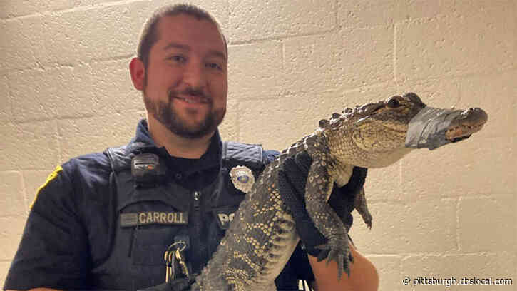 West Mifflin Police Department Catches Wayward Alligator