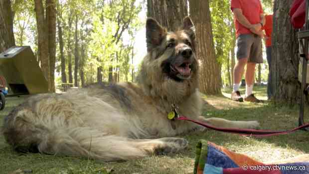 'An amazing soul': Living tribute concert held for Calgary therapy dog