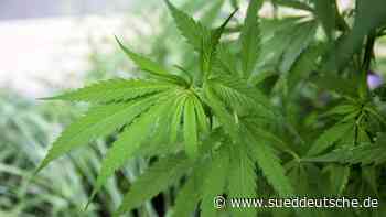 Augsburg - Mit Cannabis gegen CSU-Bräsigkeit - Süddeutsche Zeitung - SZ.de