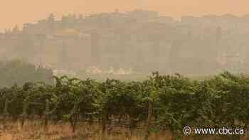 'Like drinking an ashtray': Why scientists and winemakers are fighting smoke taint from wildfires