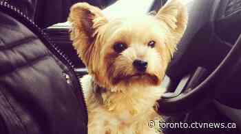 'It happened so fast': Family says dog was killed by coyote in Markham