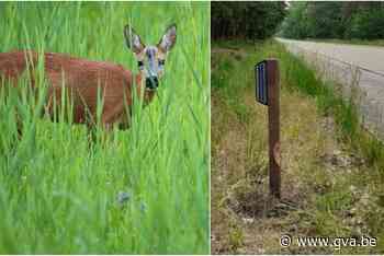 Zo moeten deze spiegels ongevallen met reewild vermijden - Gazet van Antwerpen