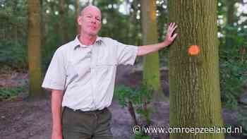 Honderden essen worden gekapt in bos van Rammekenshoek vanwege essentaksterfte - Omroep Zeeland
