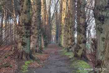 Kap Amerikaanse eiken in park Redemptoristen: toelichting pl... (Essen) - Gazet van Antwerpen Mobile - Gazet van Antwerpen
