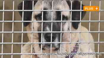 Im Augsburger Tierheim wird es wieder einmal eng