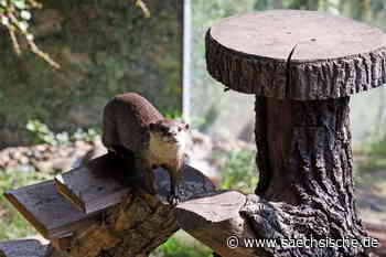 Riesa: Was sich im Riesaer Tierpark verändern soll - Sächsische.de