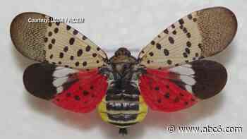 First invasive spotted lanternfly detected in Rhode Island - WLNE-TV (ABC6)