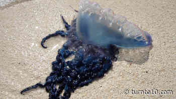 Rhode Island warns swimmers about Portuguese man o' war - WJAR
