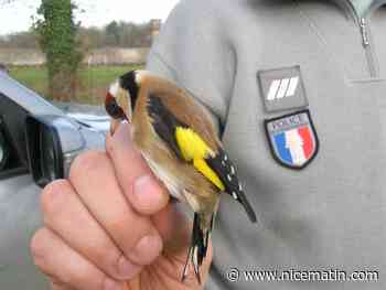 "Plus la couleur est difficile à obtenir, plus le prix monte": cet oiseau est victime d'un braconnage inquiétant en Paca
