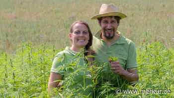 BestHans Hof: Wie in Derndorf ganz legal Hanf angebaut wird - Merkur.de