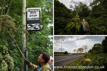 ‘Britain’s most dangerous plant’ - Giant Hogweed spotted