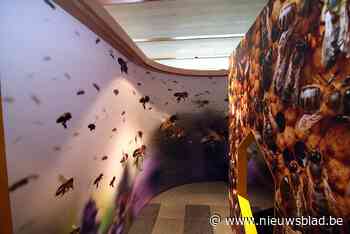 Knutselen in Bijenteeltmuseum