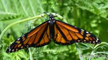 Monarch butterfly lands in Saskatoon community garden after years of trying to attract the majestic insect