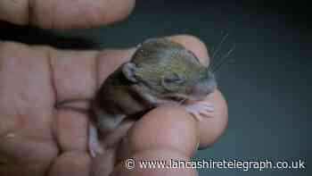 RSPCA save 'miracle' mouse the size of a 1p coin - soon to be up for adoption