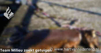 Jongens vinden dode hond met lint om nek in Sloterparkpad - Hartvannederland.nl