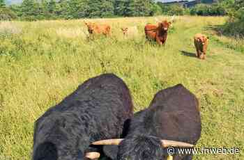 Kleine Herde grast zurzeit bei der Hardheimer Sternwarte - Hardheim - Nachrichten und Informationen - Fränkische Nachrichten
