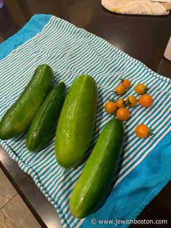 Earth Etude for Elul 6: I Am a Terrible Gardener - jewishboston.com