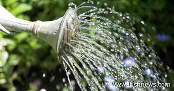 Casual Gardener: wonderful water is the life-blood of plants - but they don't need as much as we think - The Irish News